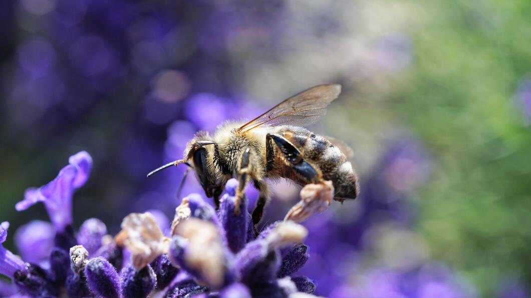 Biodiversiteit