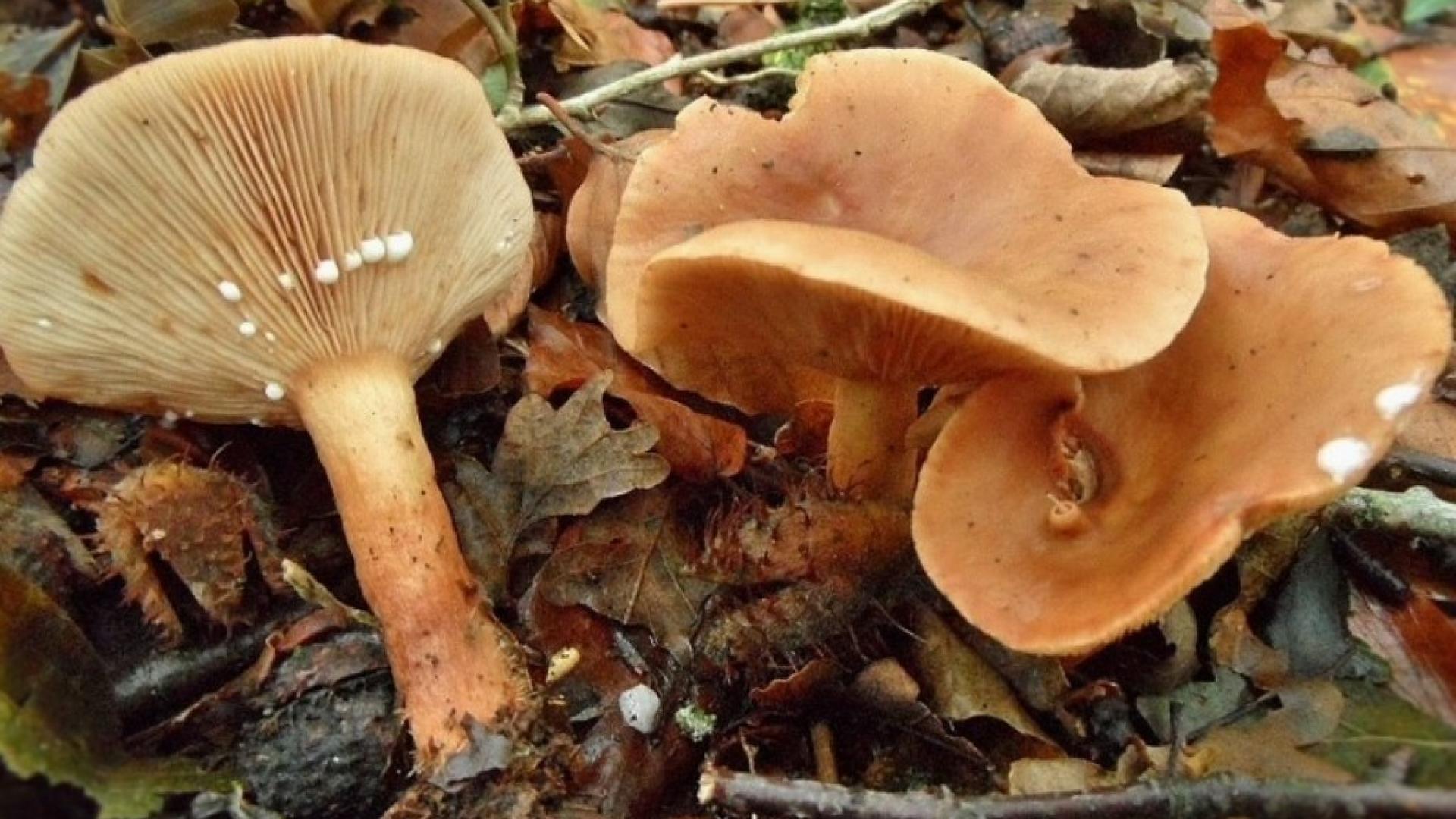bitterzoete melkzwam   